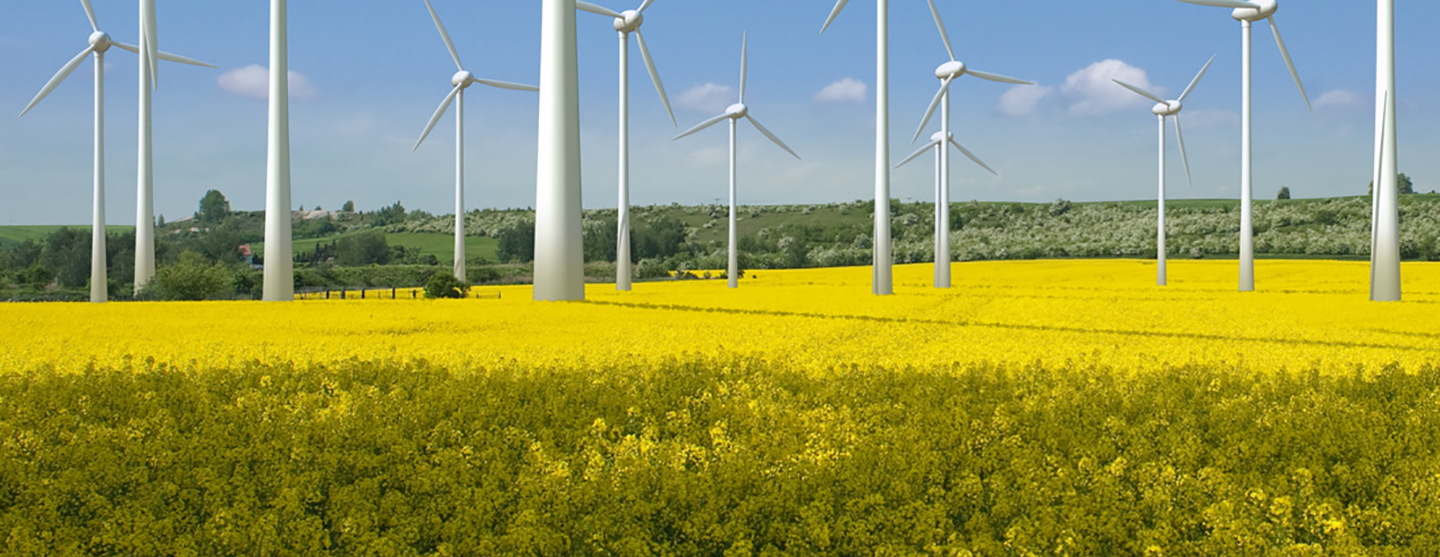Vue d'un champ de colza et d'éoliennes